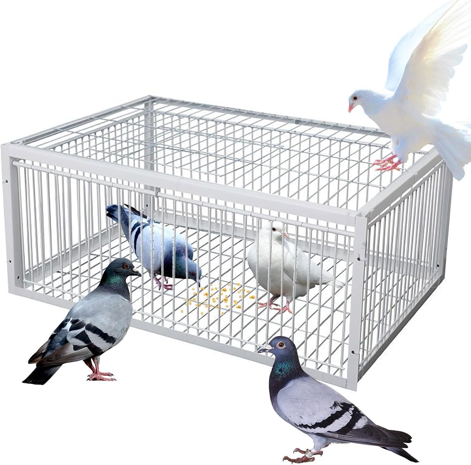 Cage à Oiseaux